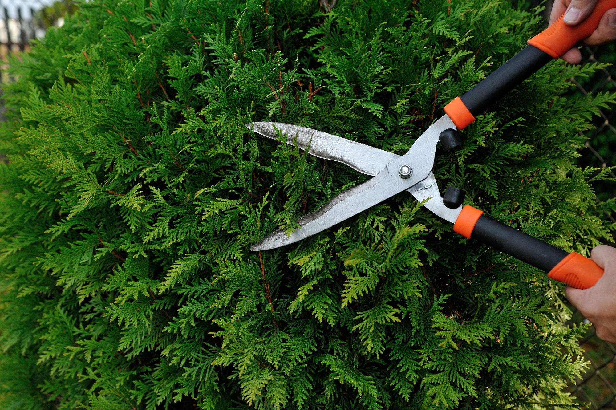 Pruning shears are used to trim a leafy green hedge, illustrating gardening maintenance techniques for a healthy landscape.