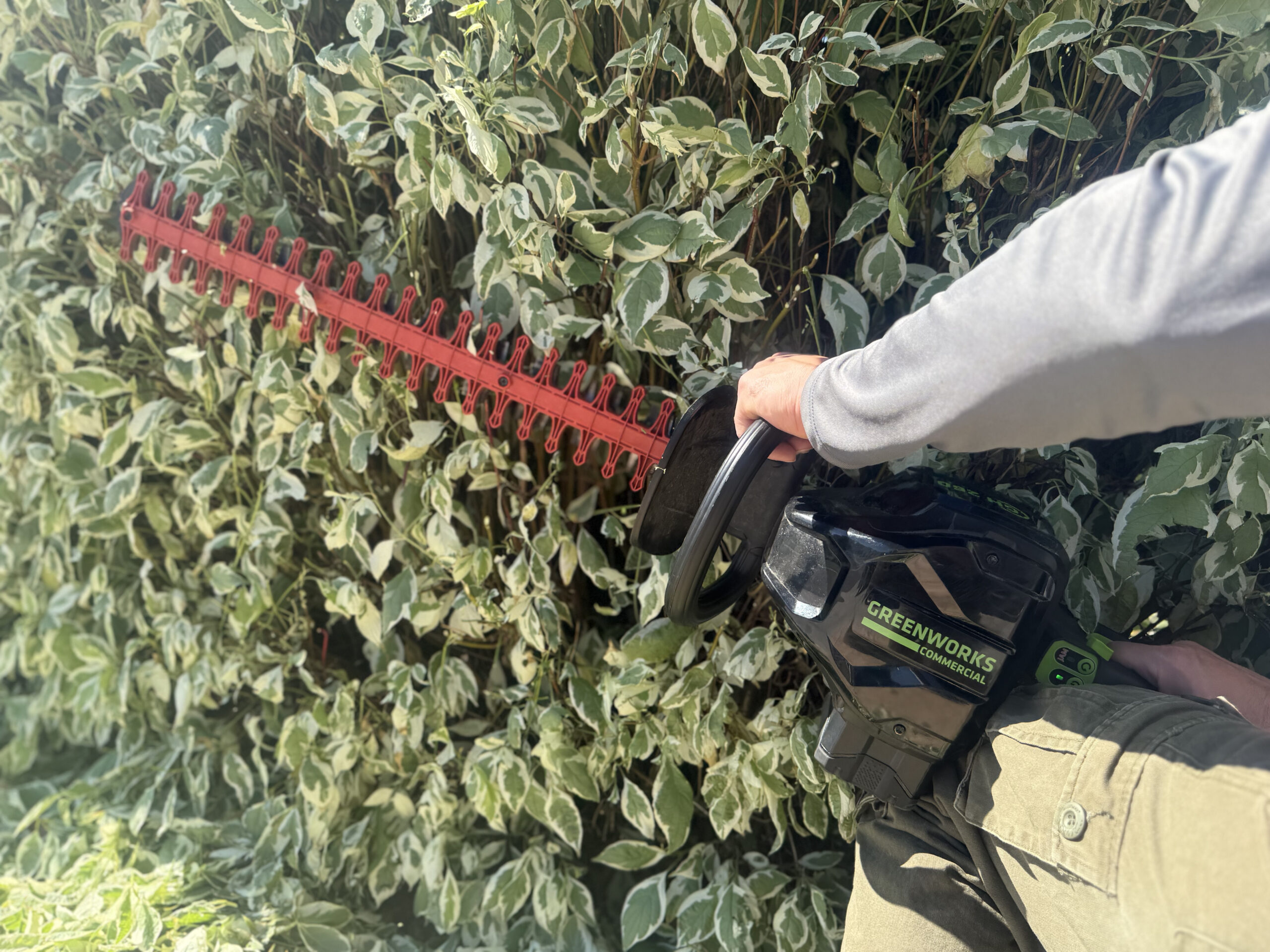 A person trims green, variegated bushes with a red blade hedge trimmer labeled "Greenworks," showcasing gardening work in bright sunlight.