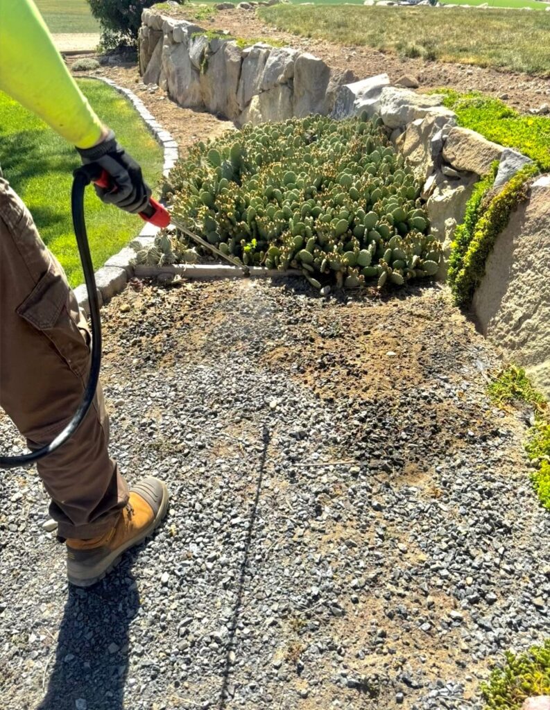 A person in work clothes sprays a gravel path with a hose, adjacent to a garden with green succulents and a stone wall on a sunny day.